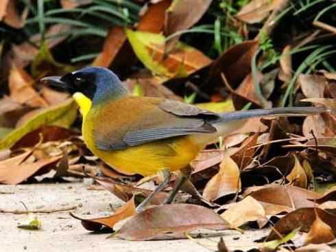 美丽无罪：雀鸟之噪鹛