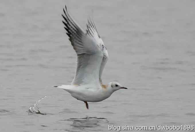 灰斑鸠踩蛋 wbr须浮鸥育雏