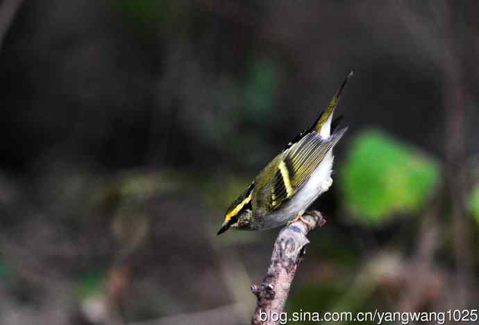 黄腰柳莺（13）