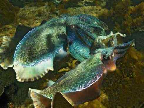 自然奇观:动物大迁徙(乌贼) 自然奇观:动物大迁徙(乌贼)