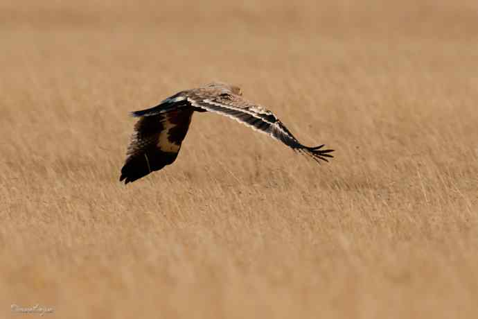 草上飞. wbr草原雕起飞连拍