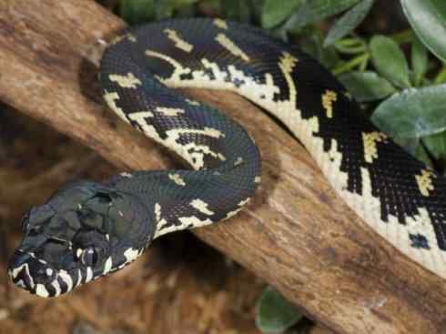 龙:传说的兽原型探秘(树蟒类) 龙:传说的兽原型探秘(树蟒类)