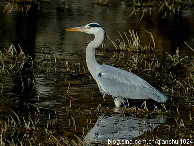 苍鹭抓鱼记(十渡)