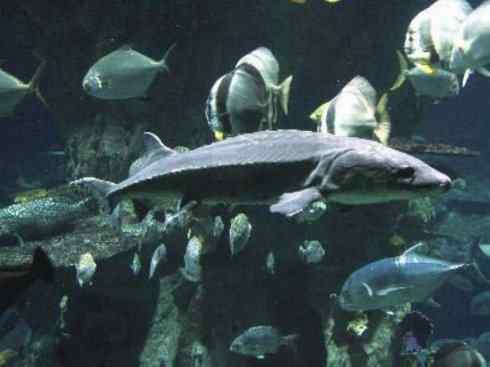 鱼类活化石:中华鲟 鱼类活化石:中华鲟