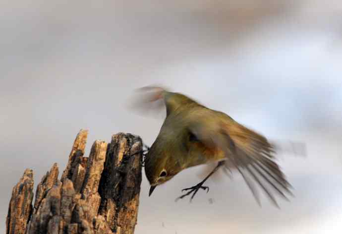 雌性红胁蓝尾鸲(24)