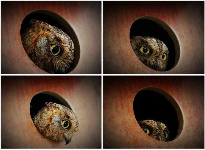 猫头鹰妈妈育雏