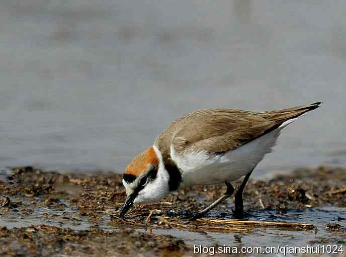 野鸭湖新拍小鸟.环颈鸻