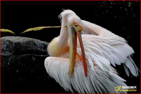 “打鸟”新生活【照片】