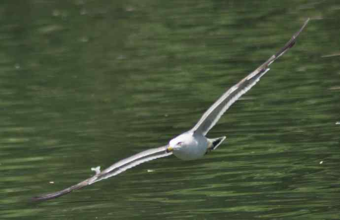 海鸥与打架的鸿雁
