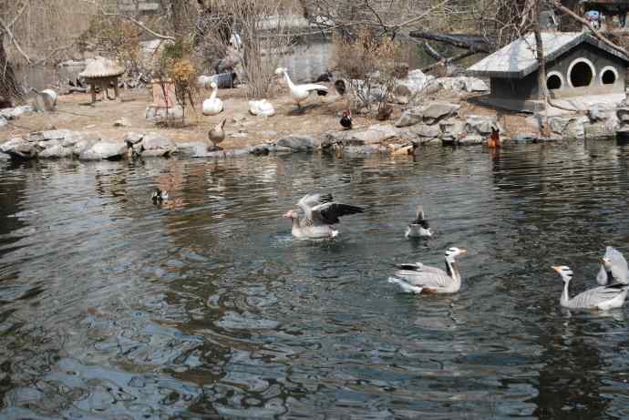 激战水禽湖（抓拍）