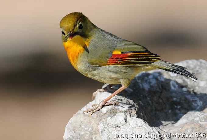 相思趣拍-贺三八国际妇女节