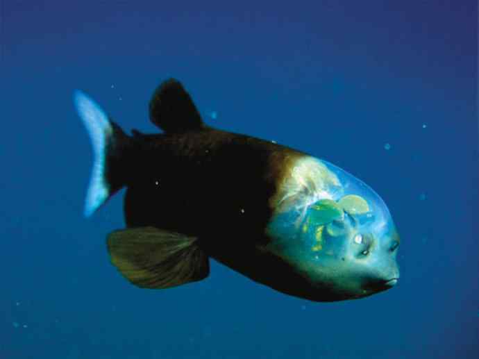 鱼类活化石：帆蜥鱼