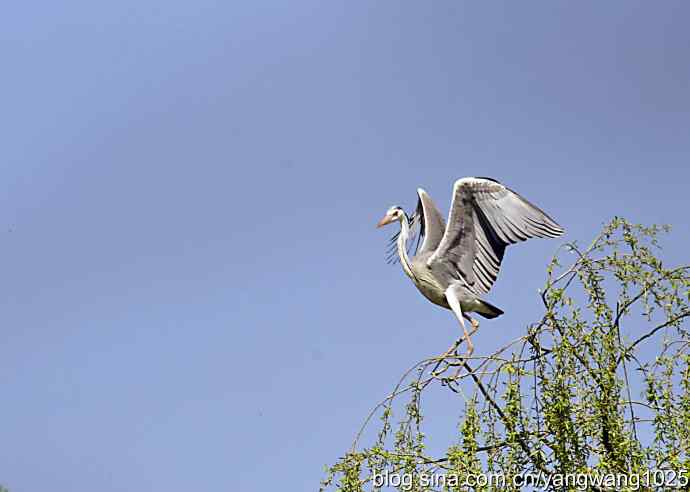 苍鹭 wbr2 苍鹭 wbr2