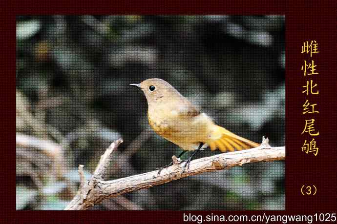 北京天坛公园的鸟类——雌性北红尾鸲（3）