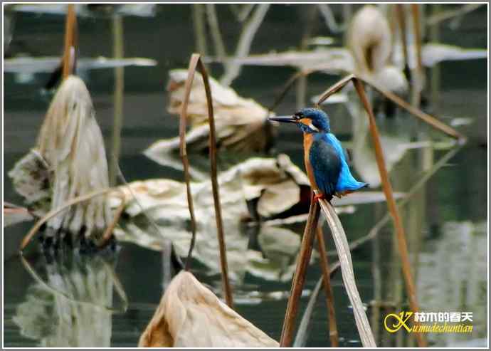 印象翠鸟【照片】