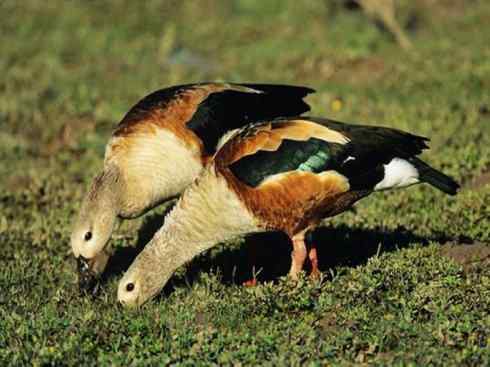 白头鸟系列：另类的美丽（斑胁草雁）