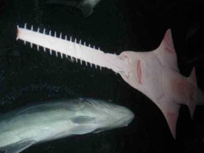 鱼类活化石：锯鳐