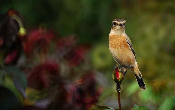 黑喉石鵖mm写真