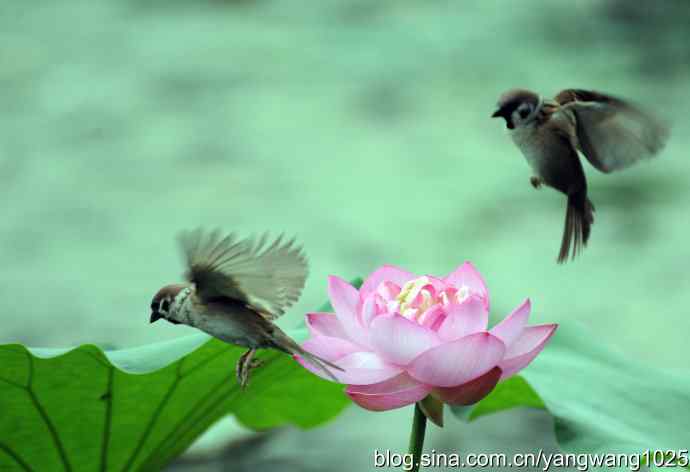 雀与荷 wbr4 雀与荷 wbr4