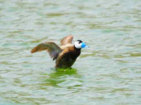 白头鸟系列:另类的美丽(白头硬尾鸭)