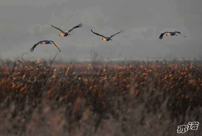 官厅水库&nbsp;wbr路&nbsp;wbr灰鹤