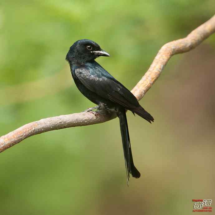 北京长沟湿地拍鸟——黑卷尾