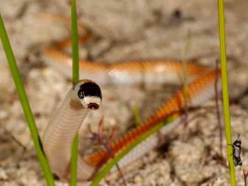 龙：传说的兽原型探秘（澳洲眼睛蛇类）