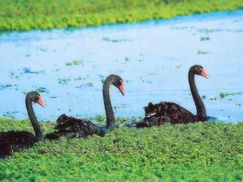 家禽驯化之源之十一