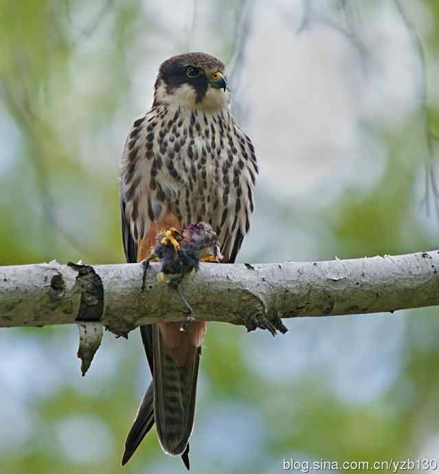 小型猛禽鈥斺斞圉溃ㄗ橥迹6张图片）