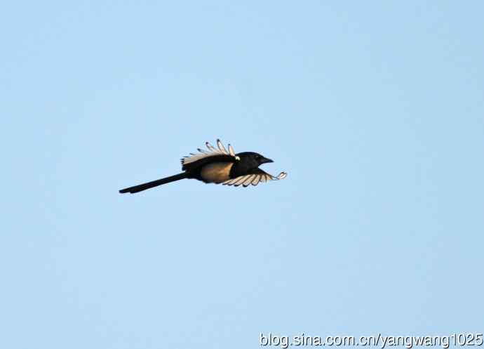抓拍飞翔的喜鹊（习作）1