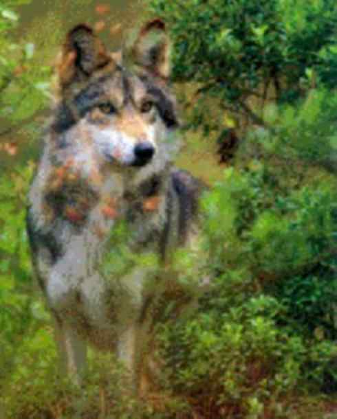 犬科：犬亚科犬属之澳洲野犬、歌唱犬、家犬