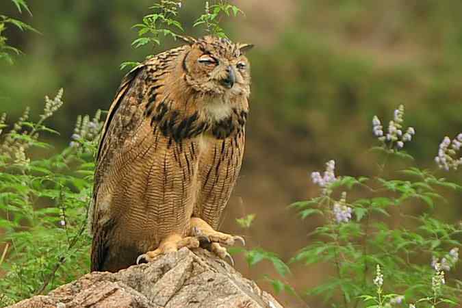 雕鸮15分钟内的憨态