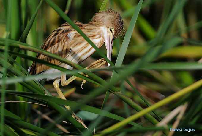 苇丛间的黄小鳽