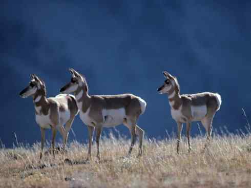 麒麟：传说的兽原型探秘（叉角羚）