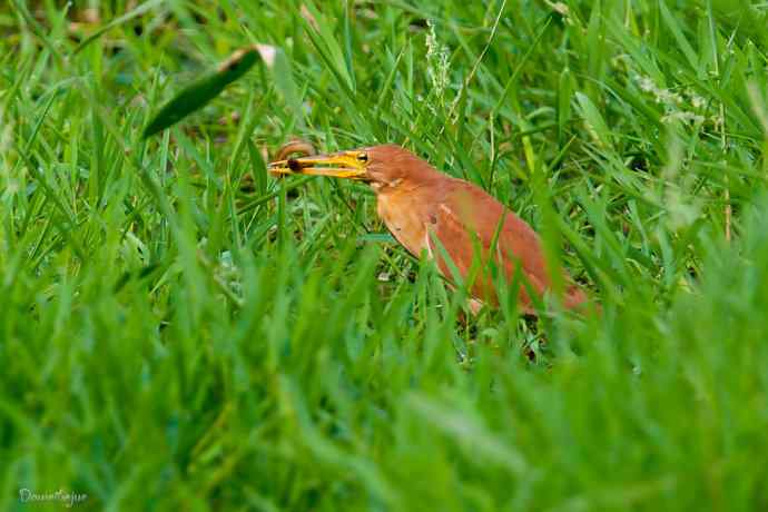 捉泥鳅的栗苇鳽
