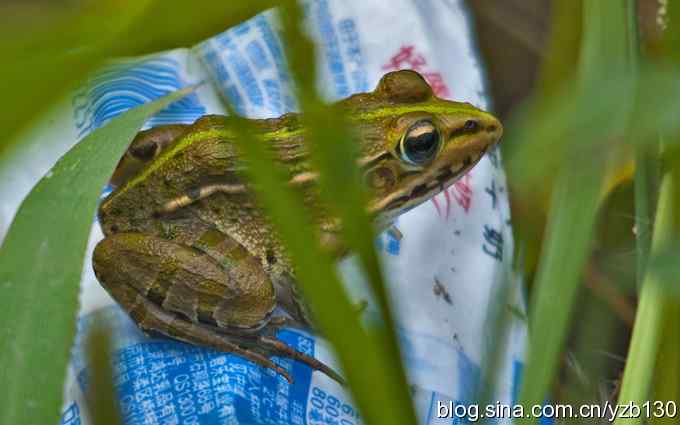 七里海周边鈥湻街酃扳澊蚰