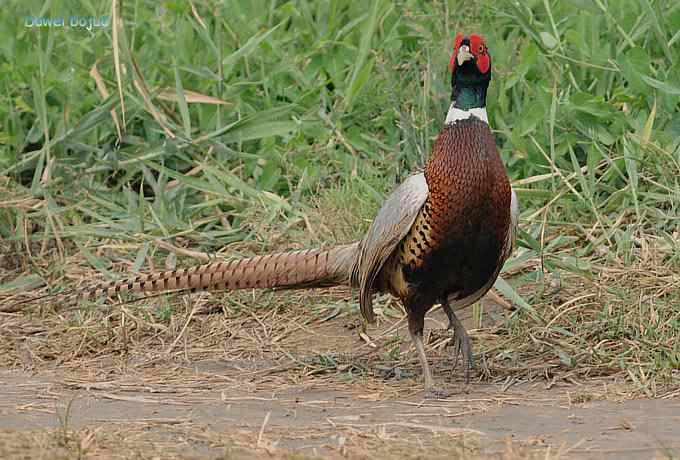 雄风大雉争欢斗勇