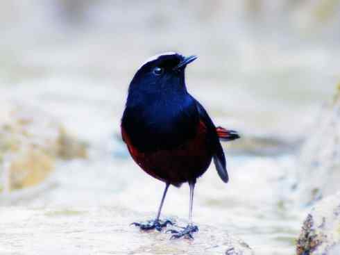 美丽无罪：雀鸟之溪鸲