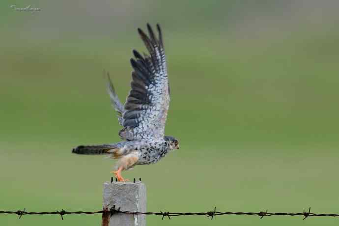 【综合】草原猛禽