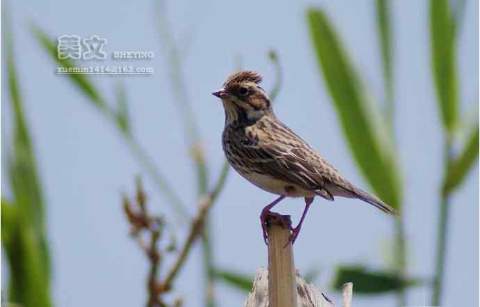 四川西昌鸟类摄影——小鹀