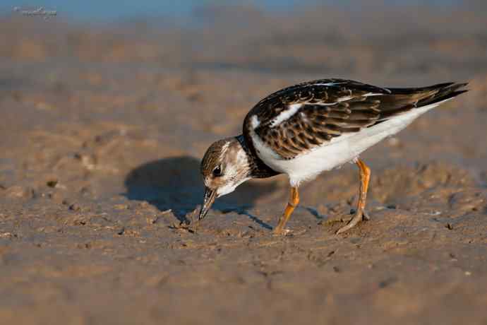野鸭湖的秋天.翻石鹬 野鸭湖的秋天.翻石鹬