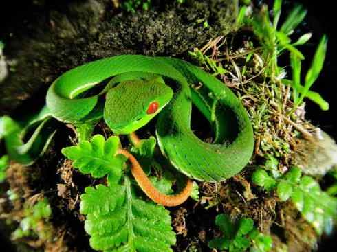 龙:传说的兽原型探秘(蝮蛇类) 龙:传说的兽原型探秘(蝮蛇类)