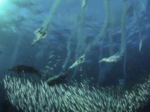 自然奇观:动物大迁徙(沙丁鱼) 自然奇观:动物大迁徙(沙丁鱼)