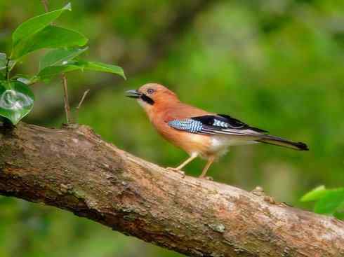 家禽驯化之源之二十九