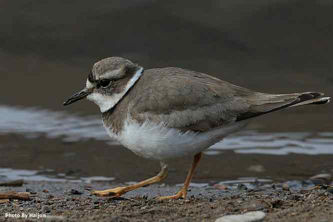 白河湾邂逅长嘴剑鸻