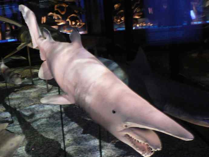 鱼类活化石：魔鬼鲨