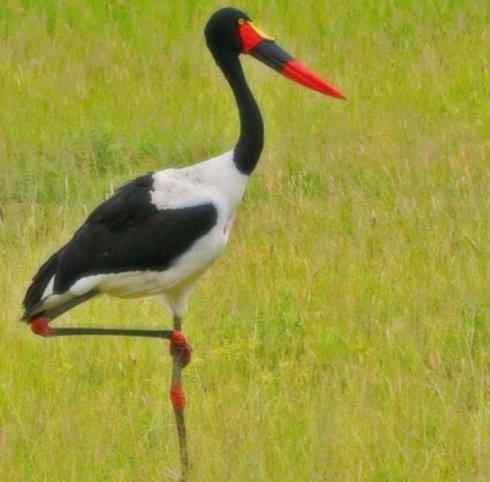 猎奇：奇特的鸟喙之六