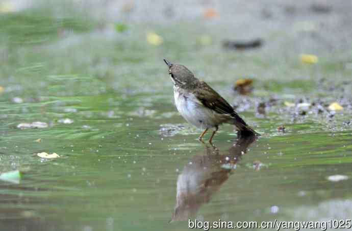 浴（极北柳莺）