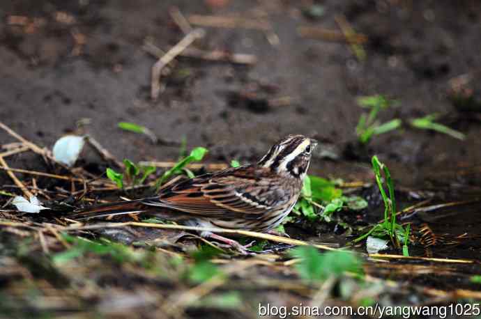 三道眉草鹀（2）