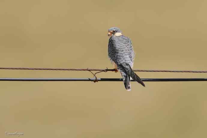 【综合】草原猛禽
